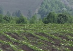 Харьковщина рискует потерять все сахарные заводы. Аграрии не хотят выращивать свеклу