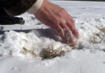 Подо льдом аграрии ищут пшеницу. Часть озимых в Харьковской области придется пересевать