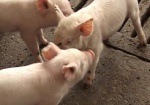 Ющенко занялся земледелием и свиньями