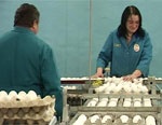 Производство яиц в Харьковской области увеличилось на 2,7%