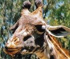 Ющенко ассоциируется у украинцев с помесью жирафа и осла