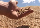 Харьковские аграрии – первые в Украине по сбору пшеницы