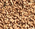 Мельник уверен, что в октябре Украина возобновит экспорт зерна