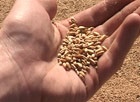 Харьковские аграрии пока зерно не продают