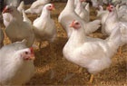 Поголовье птицы в Харьковской области увеличилось на 5%