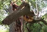 «Опасные» деревья