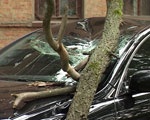 Сухая ветка с дерева «покалечила» новый Lexus