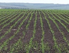 Институт Юрьева рекомендует харьковским аграриям засеять в этом году большую площадь озимой пшеницы