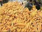 Аграрии Харьковской области начали уборку кукурузы