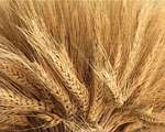 По прогнозам, в следующем году будет трудно продать пшеницу