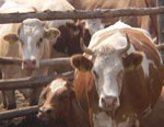 Производители мяса и Кабмин 14 августа подпишут меморандум о фиксации цен на мясо и яйца