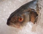 Неправильно приготовленная рыба может стать причиной опасного заболевания