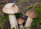В Харькове будут конфисковать на рынках маринованные грибы, изготовленные в домашних условиях