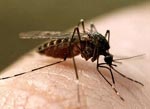 Можно ли в Харькове заразиться малярией?