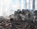 10 гектаров леса горели на Харьковщине