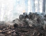 Практически каждый день в Харьковской области горит лес