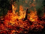 Харьковчанин сжег 50 гектаров заповедного леса в Крыму