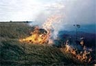 Тушение пожара в Крыму почти завершено