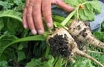 Сельхозпредприятия Харьковщины начали уборку сахарной свеклы
