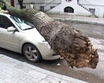 Старое дерево упало на машину