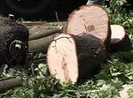 Незаконно вырубили более 720 деревьев