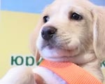 Первая санитарная собака города - необычный подарок к Международному дню защиты животных