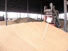 Агропредприятия Харьковщины намолотили свыше 2 миллионов тонн зерна