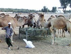 Чугуевский район кормит верблюдов из Арабских Эмиратов
