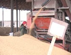 Реализация сельскохозяйственной продукции в области увеличилась на 42,1%