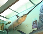 В выставочном зале Харьковского музея природы открылась экспозиция рыб