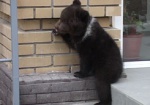 Детский сад для медвежат. В Харьковском зоопарке пополнение