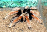 В харьковском зоопарке пройдет выставка экзотических пауков