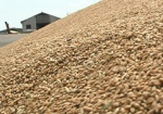Взяли на хранение и продали. Милиция подозревает харьковскую фирму в незаконной продаже 620 тонн пшеницы
