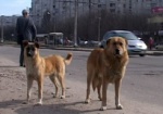 В 2010 году от укусов собак пострадали 744 харьковчанина