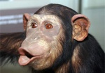 Киевский суд постановил, что человек произошел от обезьяны
