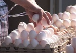 На украинских рынках дешевеют куриные яйца