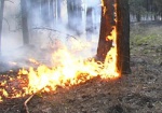 Пожарные пять часов боролись с лесным пожаром
