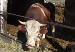 Животноводческий комплекс Дергачевской колонии будет поставлять мясо и молоко бюджетным организациям района