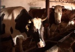 Корова из Нововодолажского района поедет на выставку в Европу
