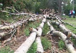 Харьков освободят от сухих деревьев