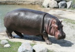 На следующей неделе в Харьковский зоопарк приедет самка бегемота