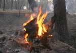 Почти 10 гектаров леса сгорело в Двуречанском районе
