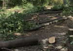 В Лесопарке снова пилят деревья. «Защитники леса» утверждают, что у лесорубов не было документов