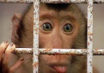 В Харьковском зоопарке отметят праздник шимпанзе