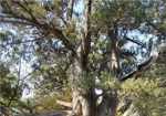 В Украине определили самое старое, мемориальное и историческое дерево
