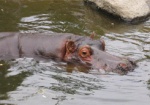 У Харьковского зоопарка появится бегемотиха