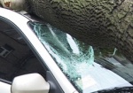 Шквальный ветер повалил несколько деревьев на автомобили