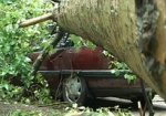 Стихия повалила несколько деревьев. Автовладельцы подсчитывают убытки и надеются на их возмещение коммунальными службами