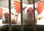 В Барвенковском районе будут разводить датских свиней