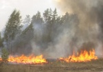 Спасатели шесть часов тушили пылающий лес под Харьковом
